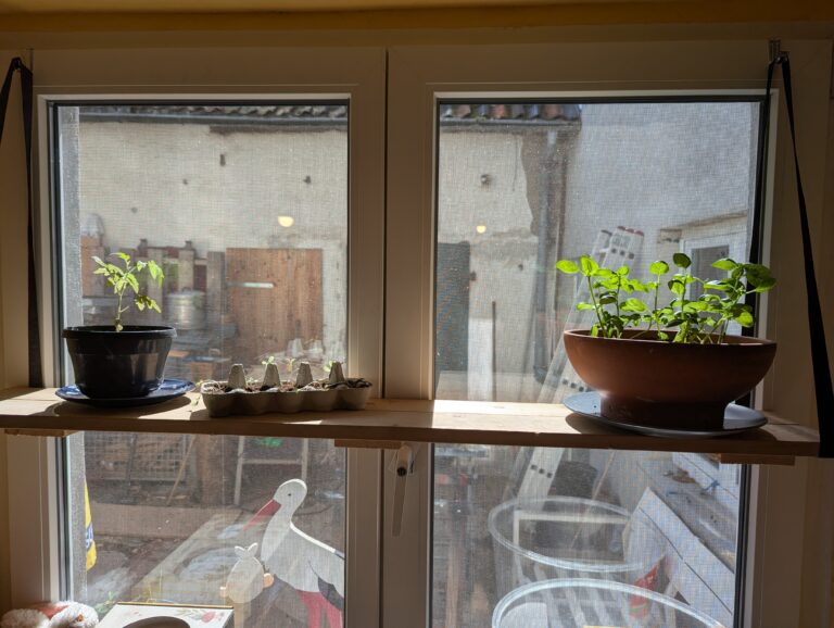 Selbstgebautes Fensterbank-Regal mit Anzuchttöpfen für Tomaten und Basilikum